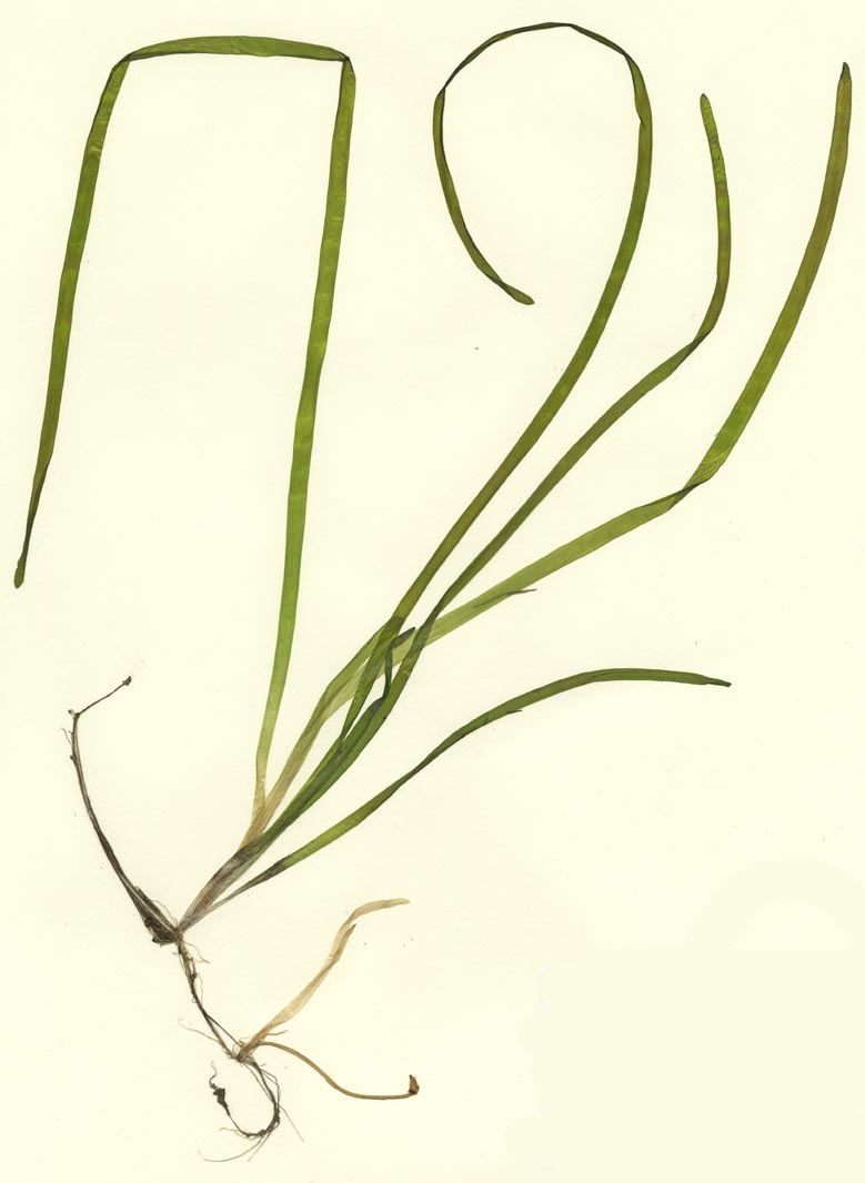 Vallisneria spiralis